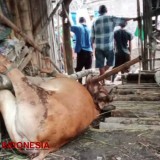 Banyak Sapi Mati, Disnakkan Bondowoso Sebut Tak Semua PMK tapi Bisa karena BEF