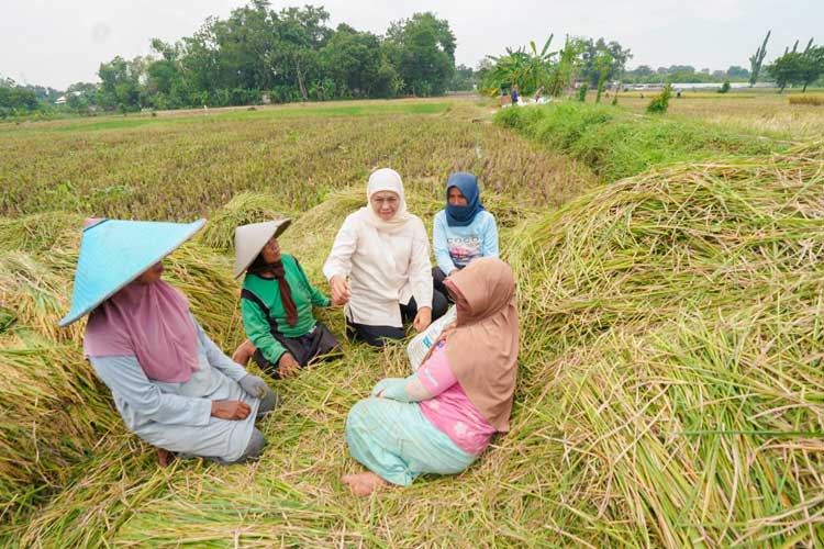 Khofifah Panen Raya Padi Sehat di Pasuruan