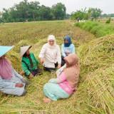 Khofifah Panen Raya Padi Sehat di Pasuruan