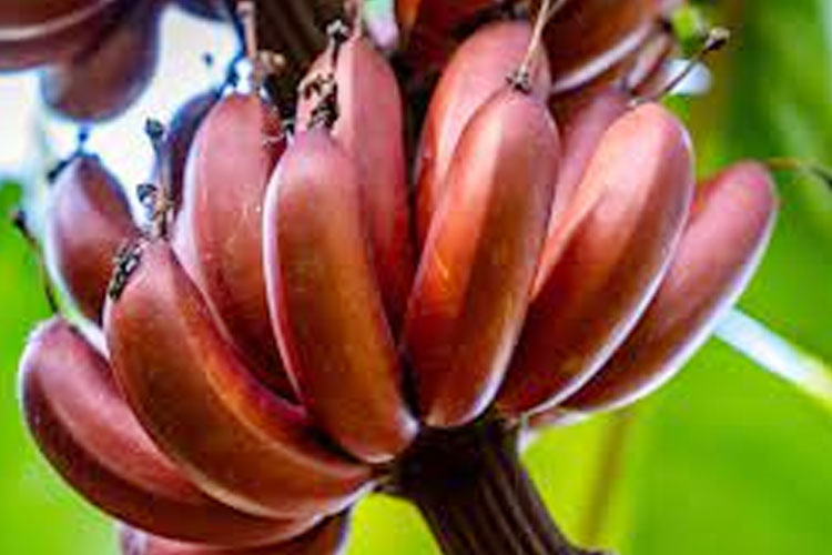 Pisang Merah, Mitos dan Manfaatnya untuk Kesehatan