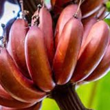 Pisang Merah, Mitos dan Manfaatnya untuk Kesehatan