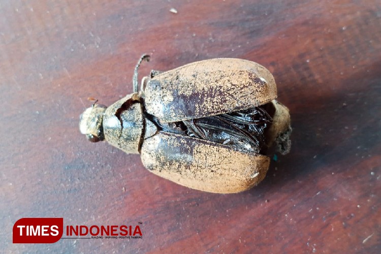 Petani Kelapa Songgon Banyuwangi Kalang Kabut, Serangan Hama Kumbang Merajalela