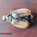 Petani Kelapa Songgon Banyuwangi Kalang Kabut, Serangan Hama Kumbang Merajalela