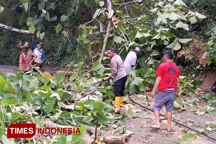 Pohon Tumbang Tutup Jalur Tulakan-Tegalombo Pacitan, Polisi dan Warga Lakukan Evakuasi