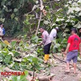 Pohon Tumbang Tutup Jalur Tulakan-Tegalombo Pacitan, Polisi dan Warga Lakukan Evakuasi