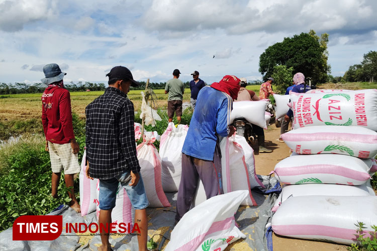 Panen perdana padi di Air Sugihan, Kabupaten Ogan Komering Ilir (OKI), Sumatera Selatan. (FOTO: Polbangtan Malang for TIMES Indonesia)