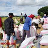 Panen Perdana Padi di Air Sugihan, Didampingi Tim Satgas Swasembada Pangan