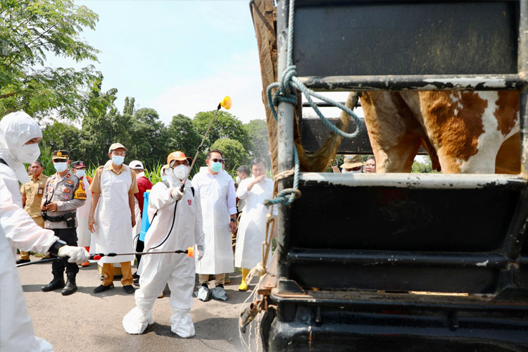 Proses-penyemprotan-disinfektan-sapi.jpg