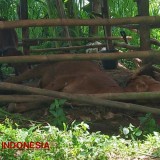 Kematian Ternak Akibat PMK di Pacitan Meningkat, Komorbid Jadi Penyebab?