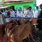 11 Ribu Sapi Terjangkit PMK, Pj Gubernur Jatim Pastikan Pasar Hewan Probolinggo Tetap Buka