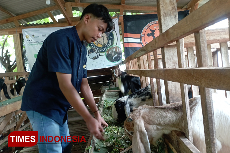 Petani Milenial Lulusan SMK di Malang Sukses Kembangkan Puluhan Ekor Ternak Kambing