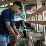 Petani Milenial Lulusan SMK di Malang Sukses Kembangkan Puluhan Ekor Ternak Kambing