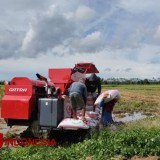 Petani Air Sugihan Menjerit: Panen Melimpah, Harga Gabah Terpuruk