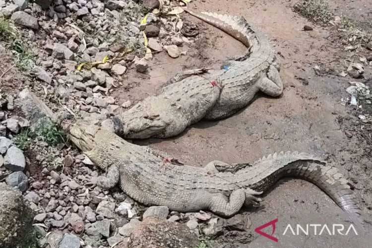 Lima Buaya di Pulau Bulan Batam Lepas dari Penangkaran, Baru Dua yang Tertangkap