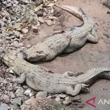 Lima Buaya di Pulau Bulan Batam Lepas dari Penangkaran, Baru Dua yang Tertangkap