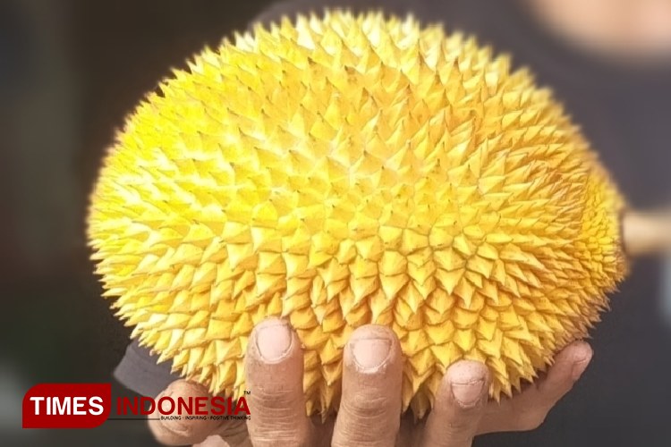 Durian Langka Markonah Jadi Primadona Festival Buah Durian di Jatinegara Tegal
