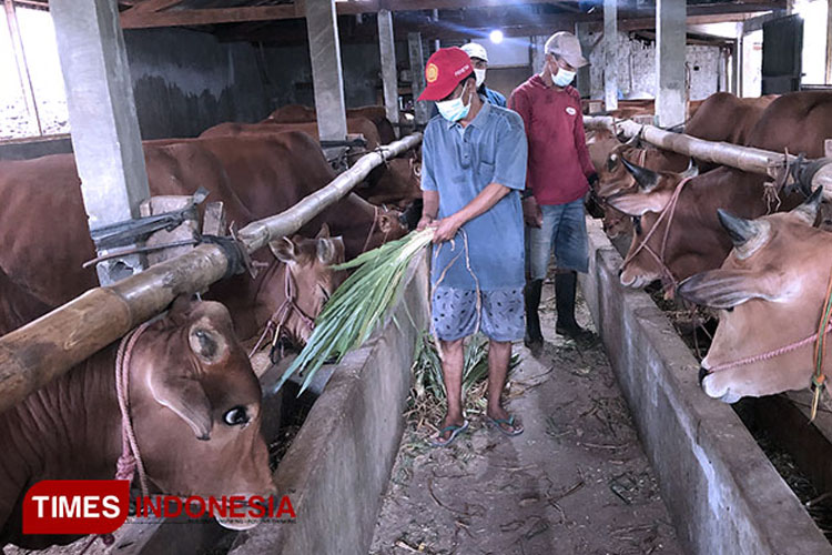 PMK Kembali Mewabah di Probolinggo, 33 Ekor Sapi Terinfeksi