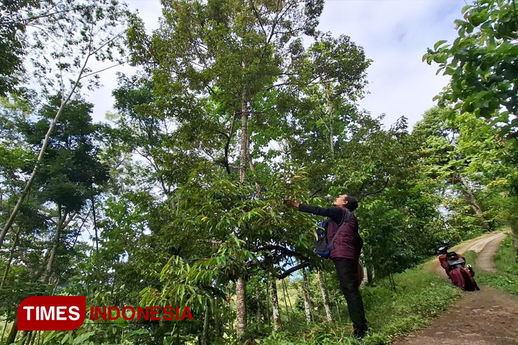 Gagal Panen, Petani Durian di Pacitan Merugi Akibat Cuaca Ekstrem