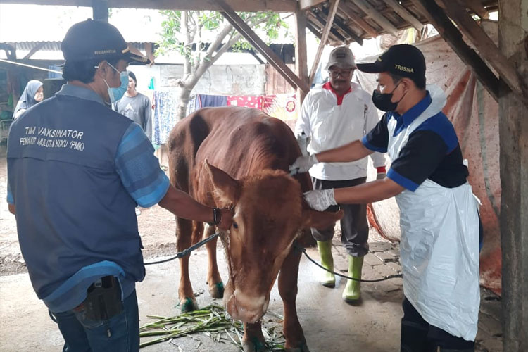 Petugas Dinas Pertanian Kabupaten Gresik saat melakukan suntik vaksin dalam rangka penanggulangan penyakit mulut dan kuku. (Foto: Dinas Pertanian Kabupaten Gresik)