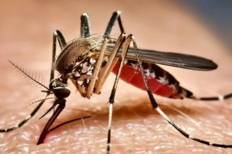 Waspada! Kasus Virus Chikungunya di Bandung Barat Melonjak, 73 Warga Positif Terinfeksi