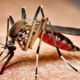 Waspada! Kasus Virus Chikungunya di Bandung Barat Melonjak, 73 Warga Positif Terinfeksi