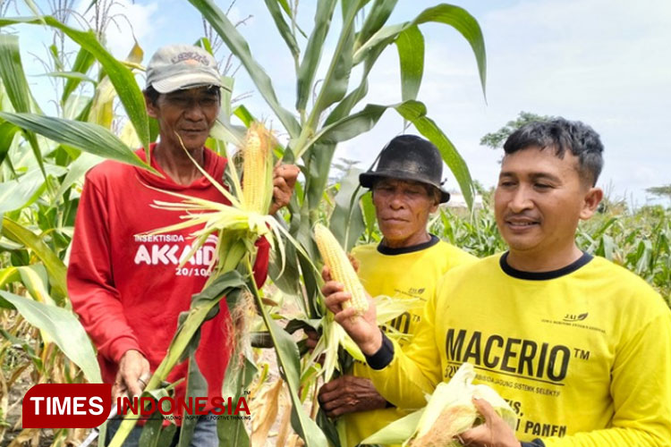 Bayar Premi dengan Hasil Tani, Petani Gresik dapat Perlindungan Tenaga Kerja