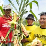 Bayar Premi dengan Hasil Tani, Petani Gresik dapat Perlindungan Tenaga Kerja