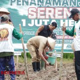 Pemkab Lamongan Pasang Target Tanam Jagung di Lahan Seluas 56 Hektar