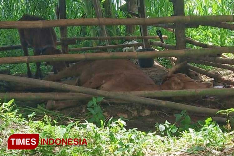 PMK pada Ternak di Pacitan Lebih Bahaya dari Sariawan, Ini Faktanya