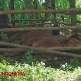 PMK pada Ternak di Pacitan Lebih Bahaya dari Sariawan, Ini Faktanya