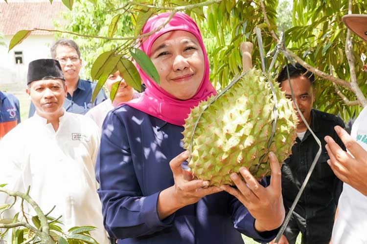 Jatim Penghasil Durian Terbesar di Indonesia,  Khofifah Targetkan Pasar Global