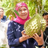 Jatim Penghasil Durian Terbesar di Indonesia,  Khofifah Targetkan Pasar Global