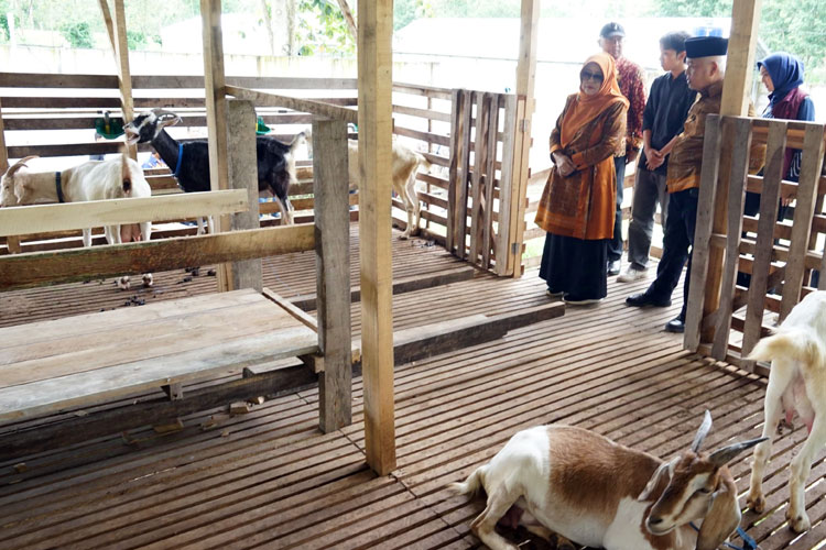 Bupati Malang Dorong Milenial Adopsi Kesuksesan Peternakan Kambing Perah