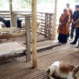 Bupati Malang Dorong Milenial Adopsi Kesuksesan Peternakan Kambing Perah