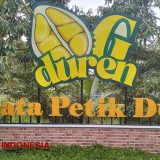 Tips Tanam Durian dengan Kualitas Terbaik dari Ocean Garden