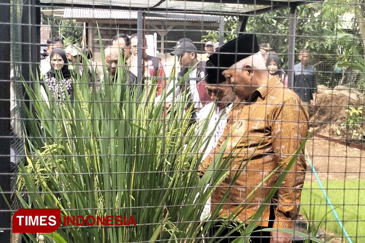 Pak Ngateman Ciptakan Varietas Padi Kasima dan Sukma, Solusi Baru Petani Malang dengan Hasil Melimpah