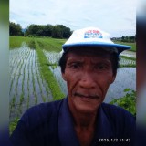 HPP Gabah Ditetapkan Rp6.500 per Kilogram, Petani Bantul Sambut Baik