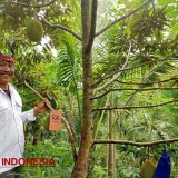 Ternyata ini Rahasia Mengapa Durian di Banyuwangi Berkualitas Tinggi