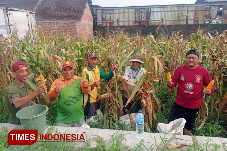 Dukung Ketahanan Pangan, PAC GP Ansor Mojosari Galakkan Bursa Makan Murah dan Tanam Jagung