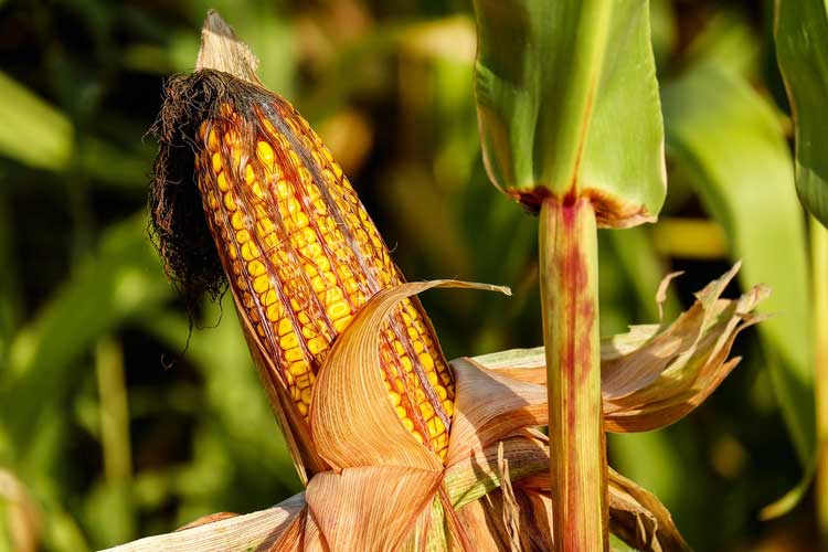 Target 28 Ribu Hektare Lahan untuk Penanaman Jagung di Bondowoso