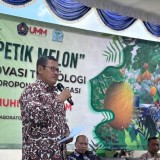 Melon di Greenhouse UMM Subur Berkat Teknologi Smart Farming Pupuk Racikan