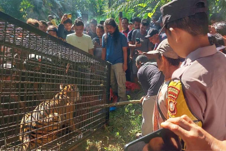 Harimau Mangsa Dua Sapi Milik Warga di Aceh Timur