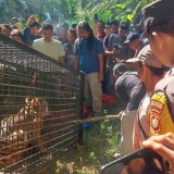 Harimau Mangsa Dua Sapi Milik Warga di Aceh Timur