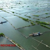 Proyek Pembangunan PLTS di Bendungan Karangkates Malang, Ratusan Petak Keramba Ikan Tawar Terancam Digusur