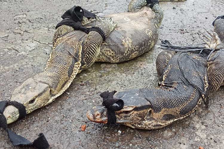 Dua Biawak Besar Keluar dari Plafon Rumah, Ramai-Ramai Diburu Warga