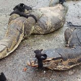 Dua Biawak Besar Keluar dari Plafon Rumah, Ramai-Ramai Diburu Warga