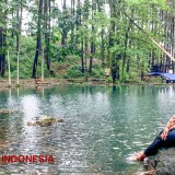 Pesona Eksotis Sumber Nogo dan  Hutan Pinus yang menghipnotis mata