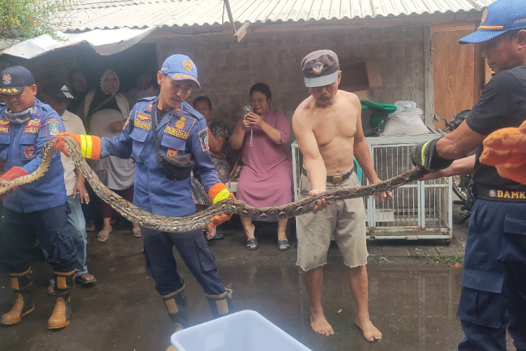 Awas! Potensi Ular Masuk Rumah Saat Musim Hujan di Banyuwangi