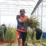 Optimalisasi Limbah Galon Plastik untuk Tanam Padi, Satgas Pandu Lamongan Panen Perdana