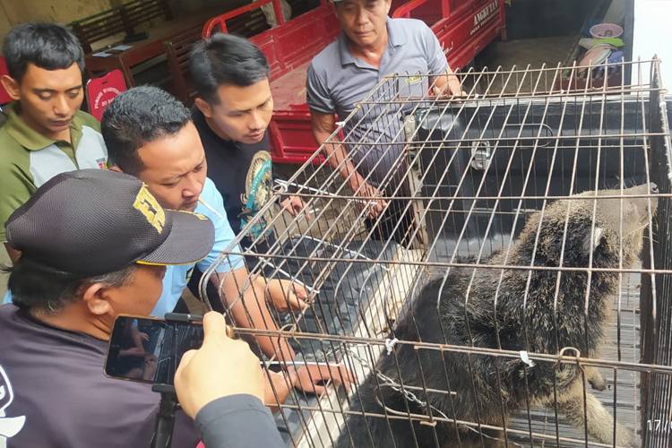 Damkarmat Banyuwangi Lebih Sibuk Evakuasi Hewan Ketimbang Padamkan Kebakaran